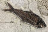 Tall Green River Fossil Fish Mural With Huge Diplomystus #158726-3